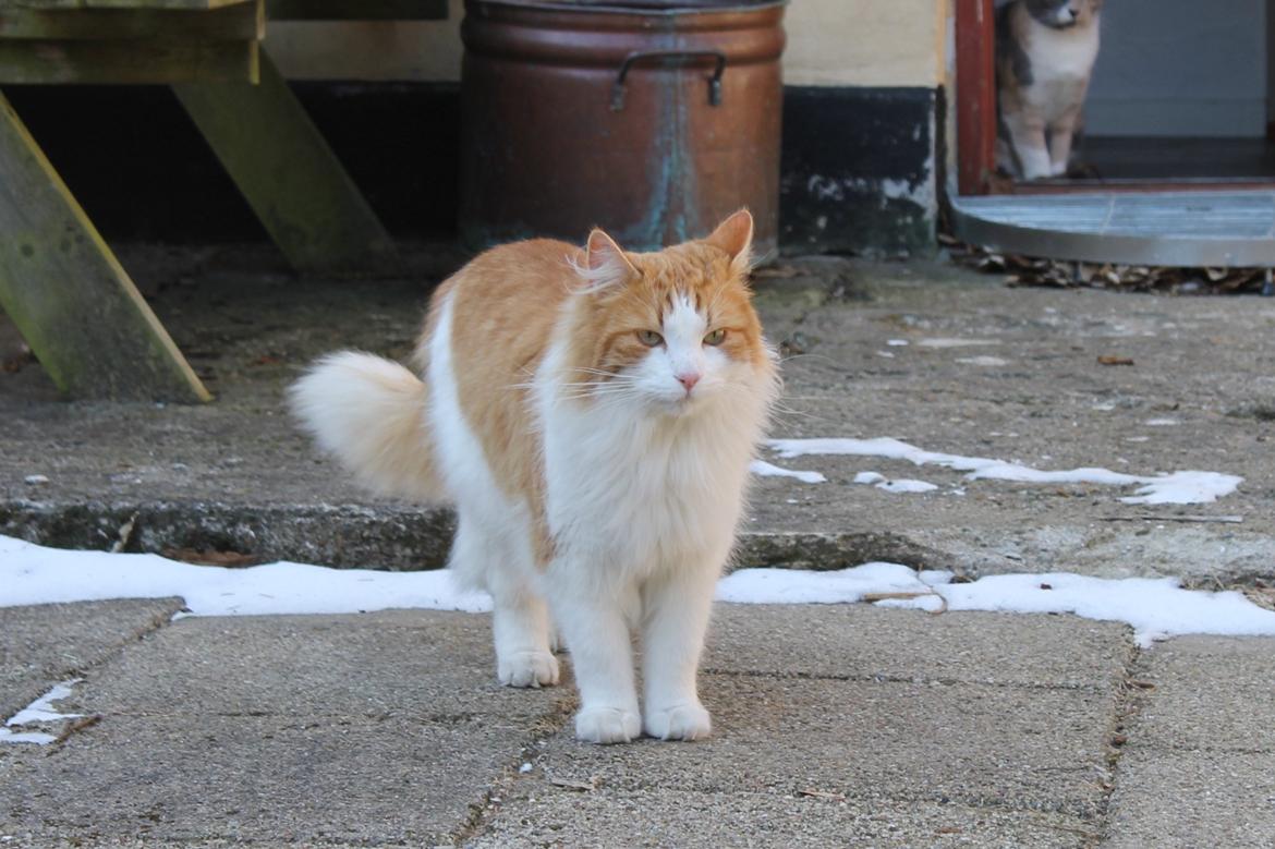 Blanding af racer Crash billede 4