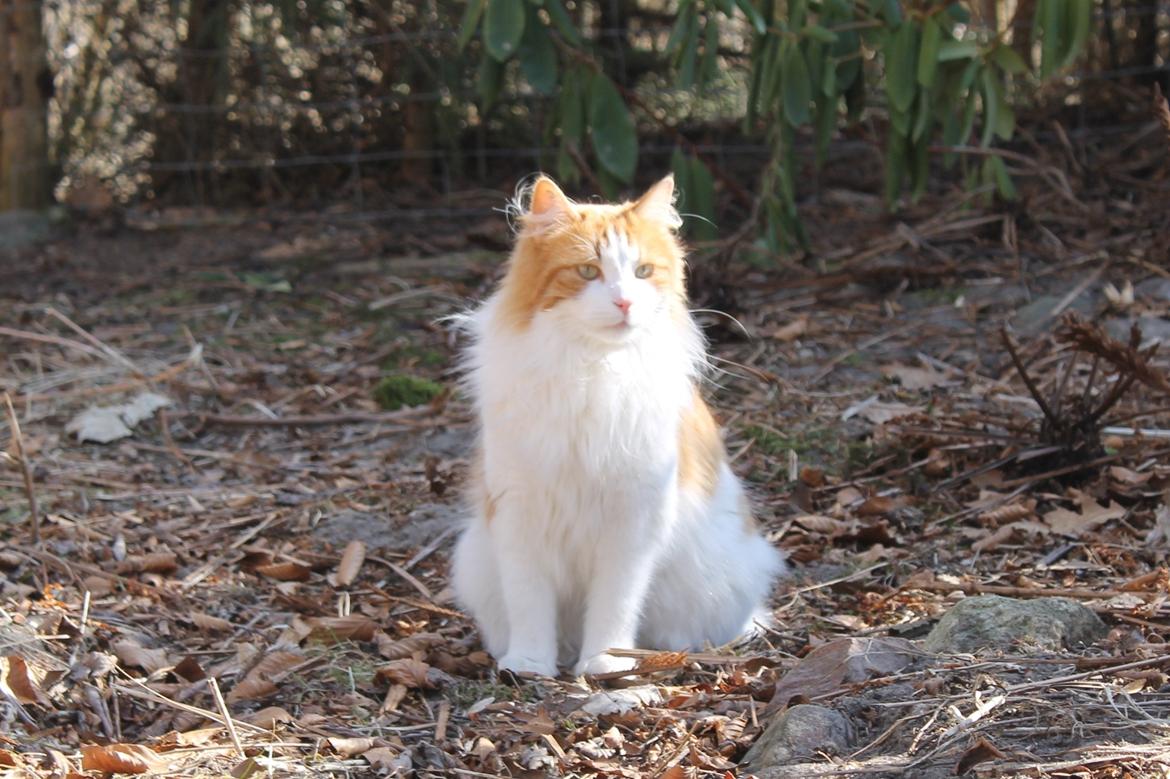 Blanding af racer Crash - the Cat's King ;) hvis han selv skal sige det billede 1