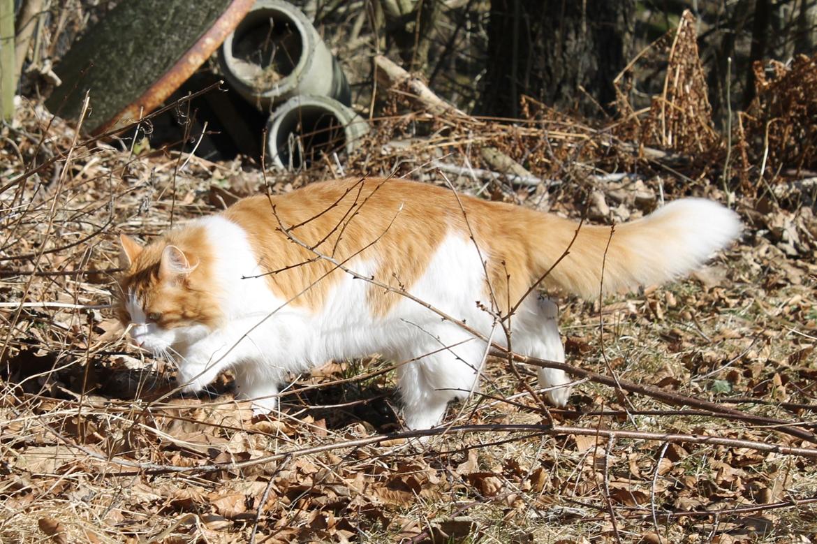 Blanding af racer Crash billede 9