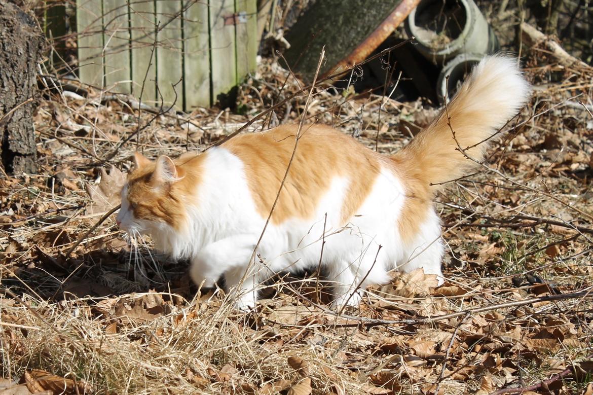 Blanding af racer Crash billede 14