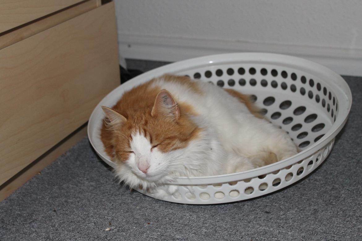 Blanding af racer Crash - Det er nu bedst med en lur i kurven ;) billede 20