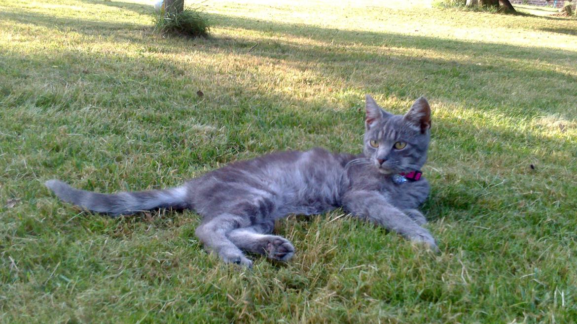 Huskat Pepsi billede 2