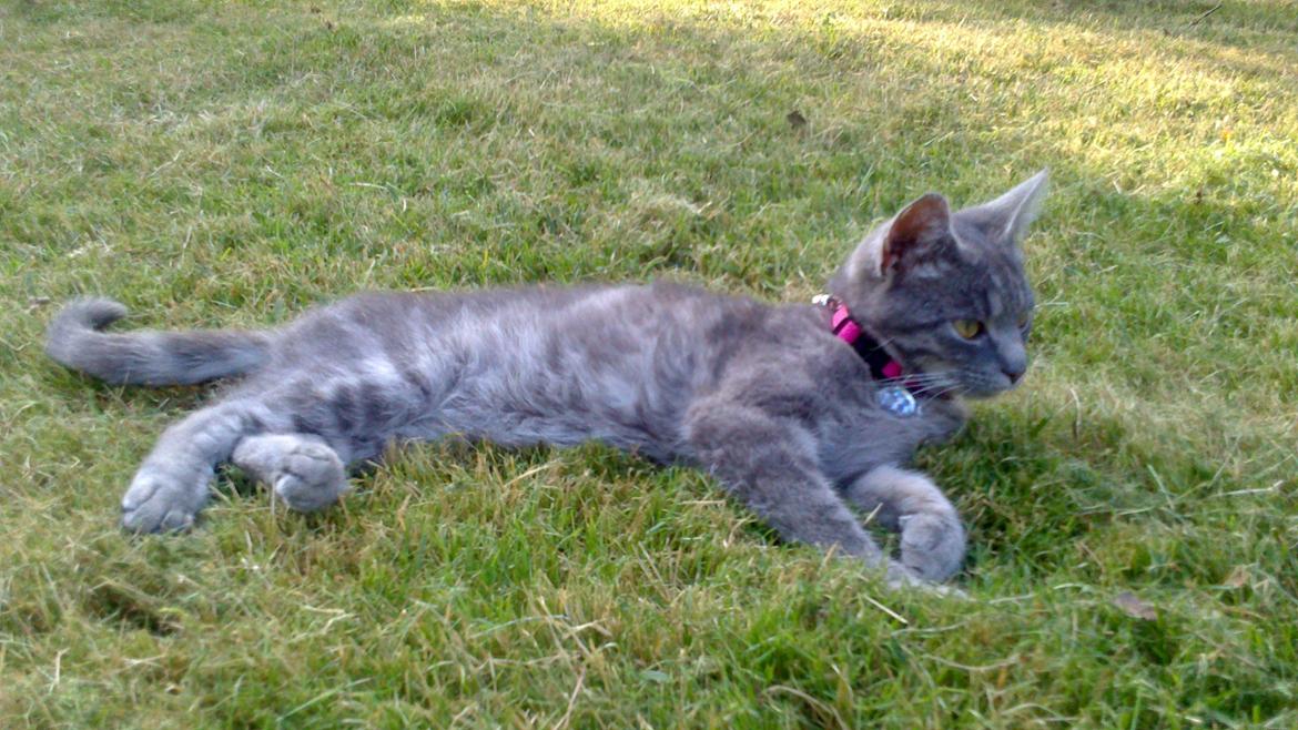 Huskat Pepsi billede 3