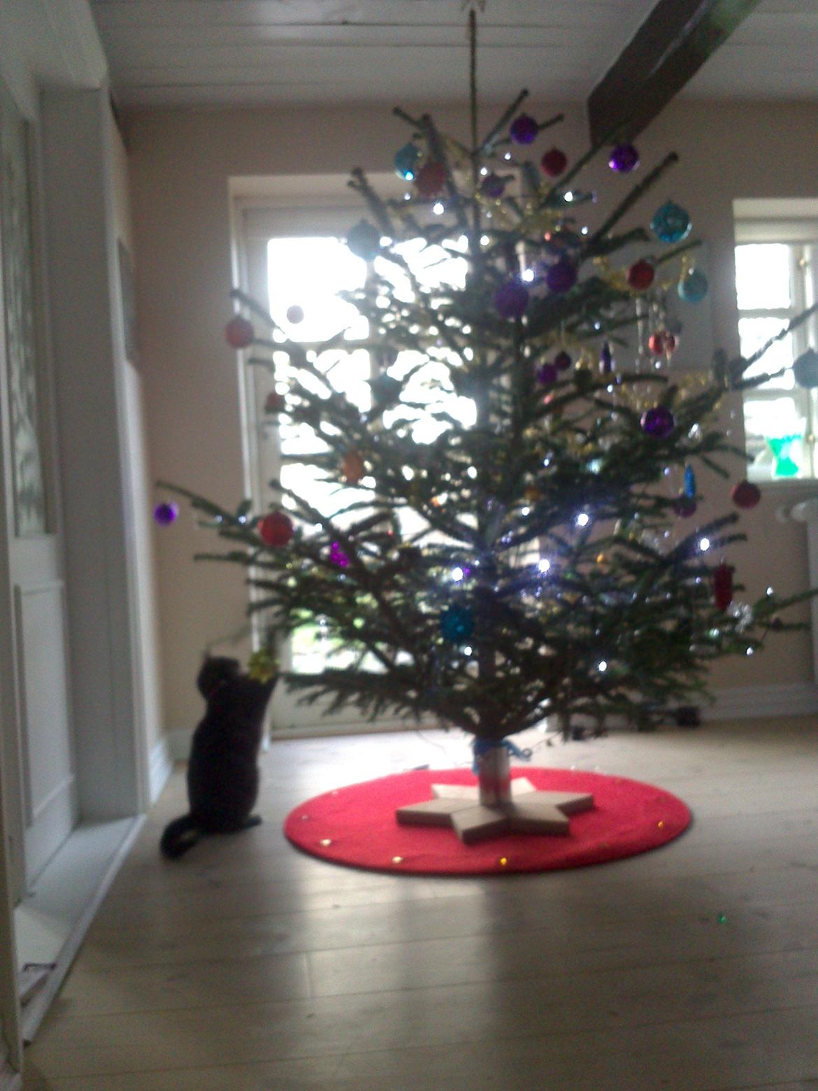 Huskat Pepsi - Der er vist ingen som opdager at jeg leger med julepynten :P billede 4