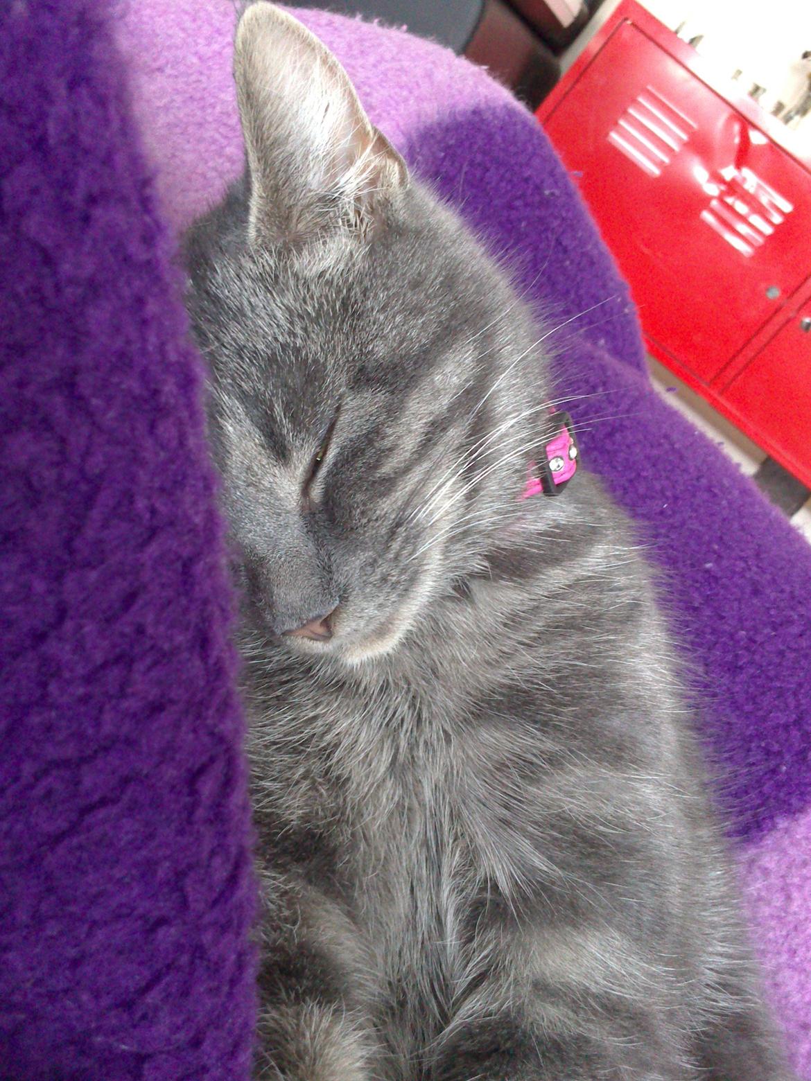 Huskat Pepsi billede 5