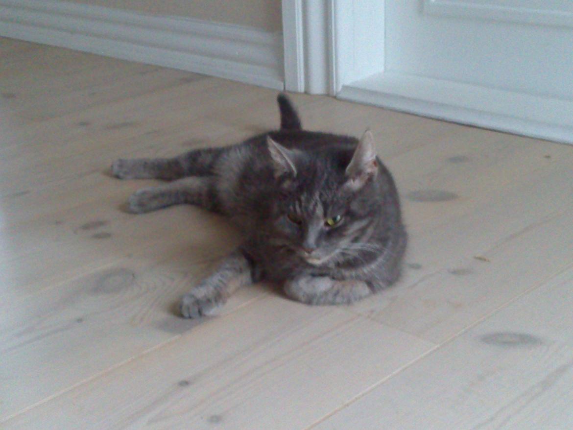 Huskat Pepsi billede 6