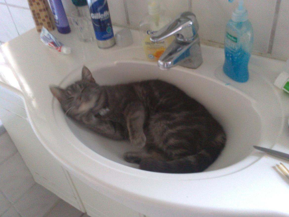 Huskat Pepsi billede 7