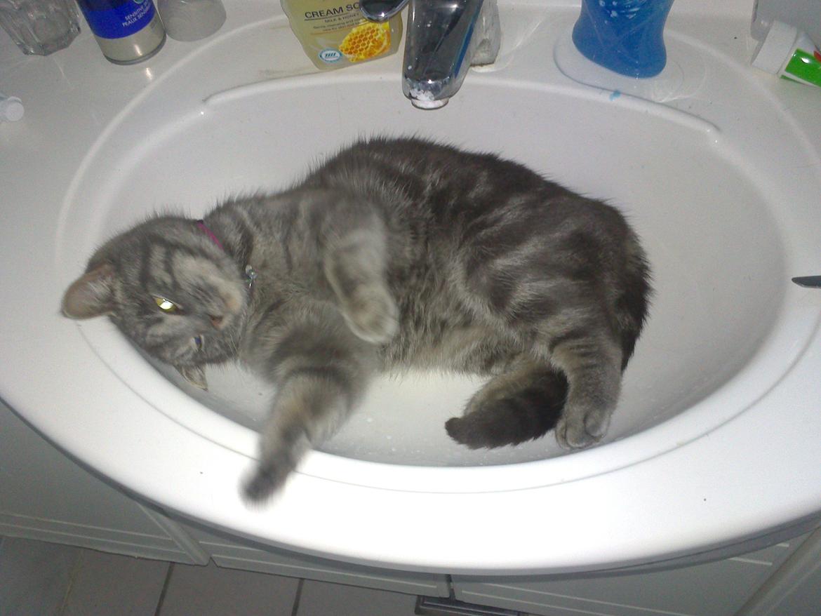 Huskat Pepsi billede 8