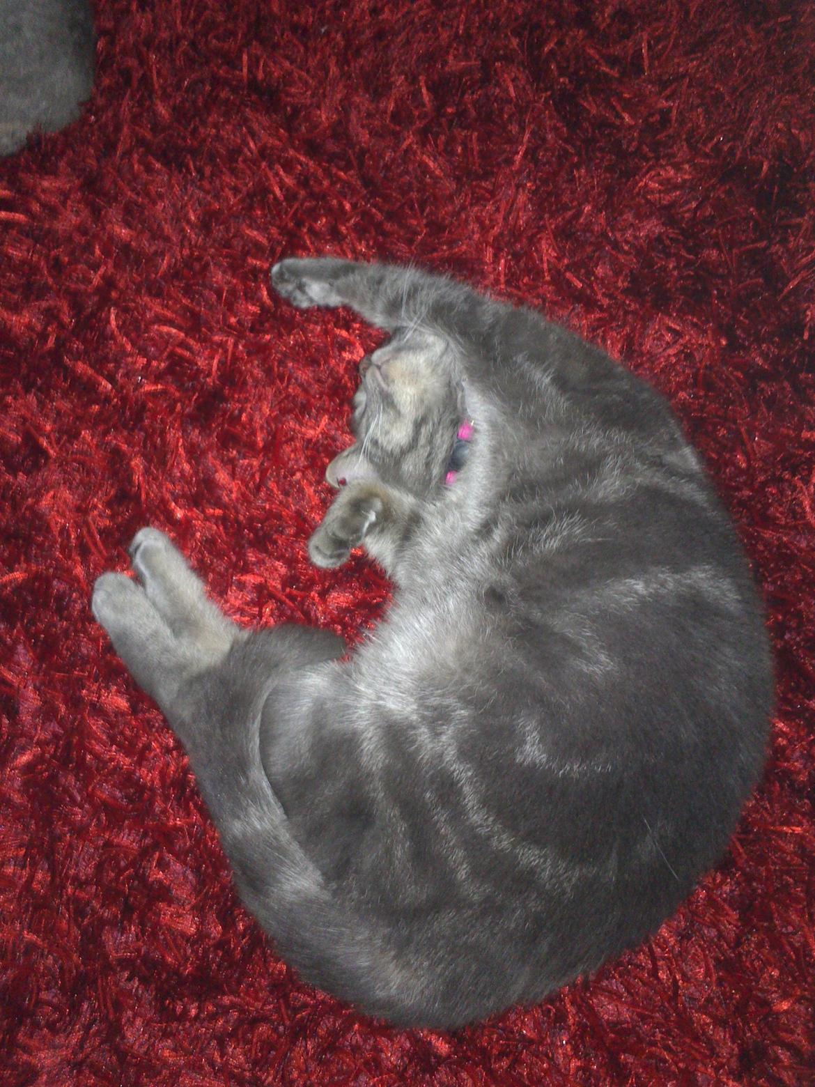 Huskat Pepsi billede 9