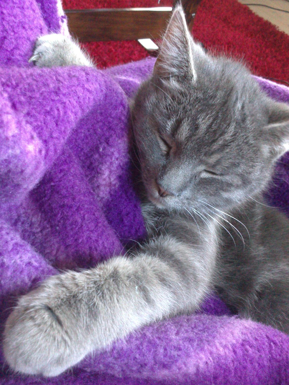 Huskat Pepsi billede 1