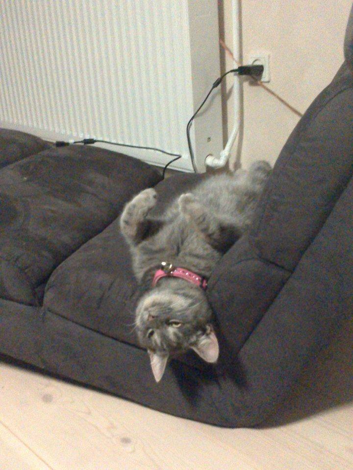 Huskat Pepsi billede 10