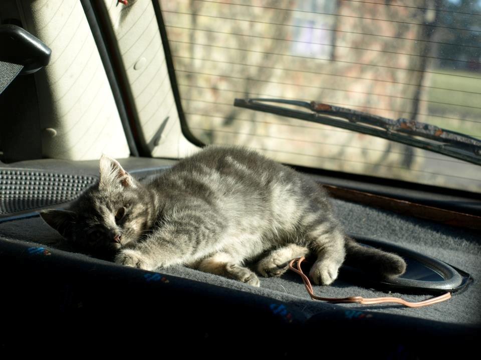 Huskat Pepsi billede 11