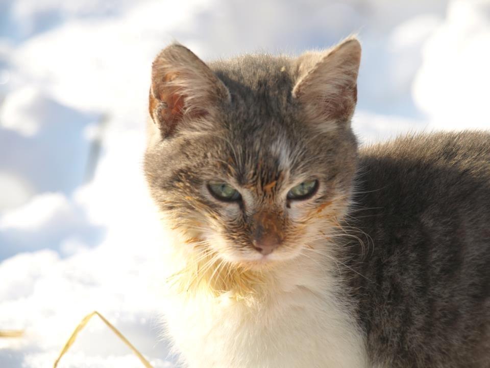 Huskat Max - Mmm.. Makrel :P billede 1