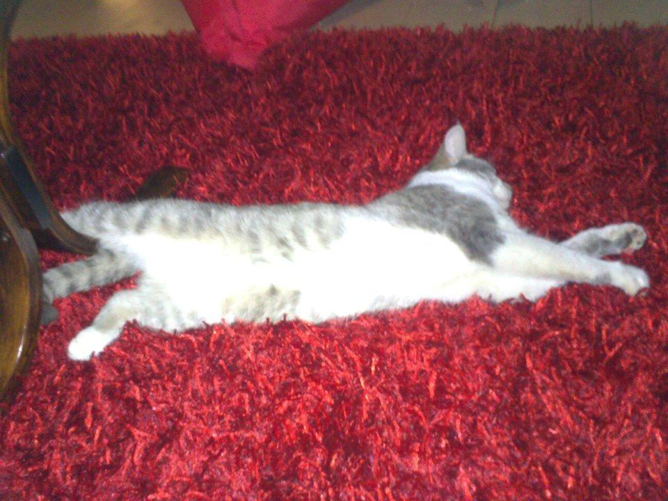 Huskat Max billede 2