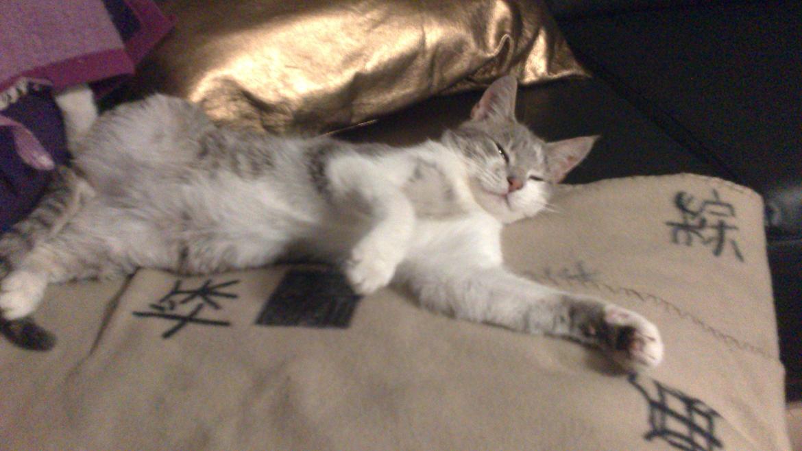 Huskat Max billede 3