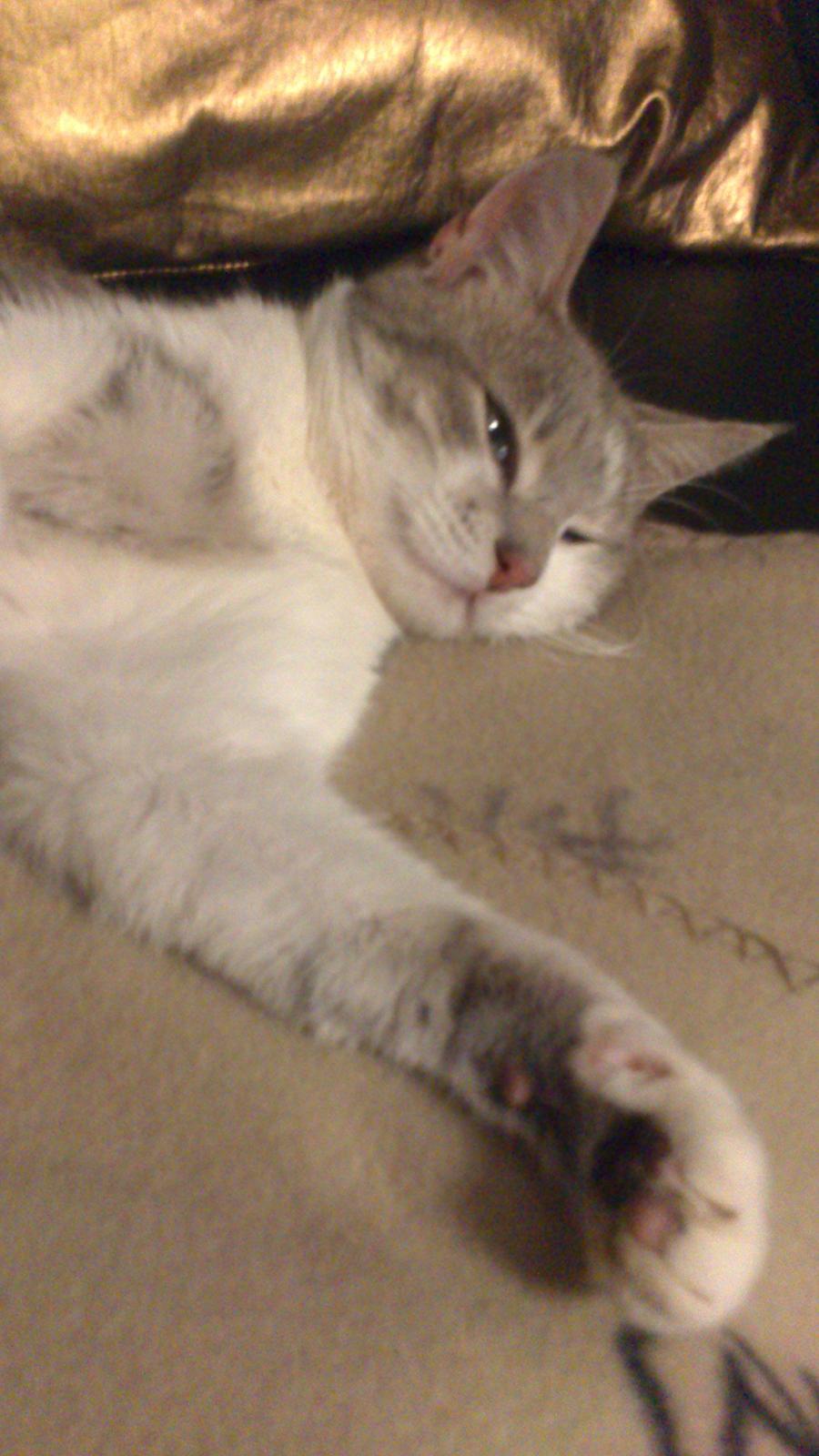 Huskat Max billede 4