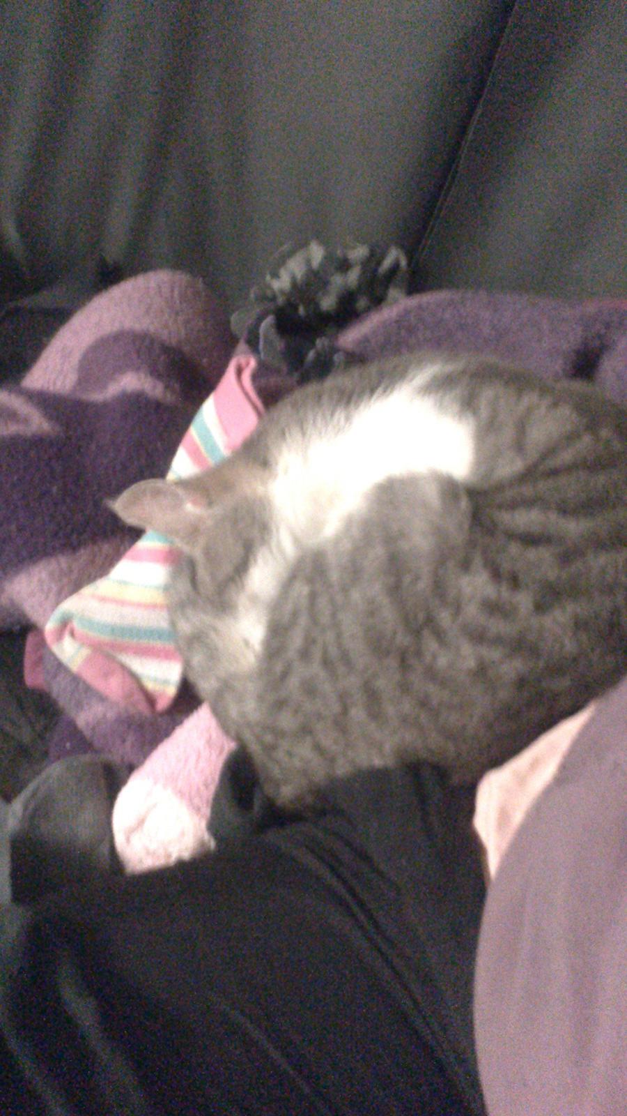 Huskat Max billede 5