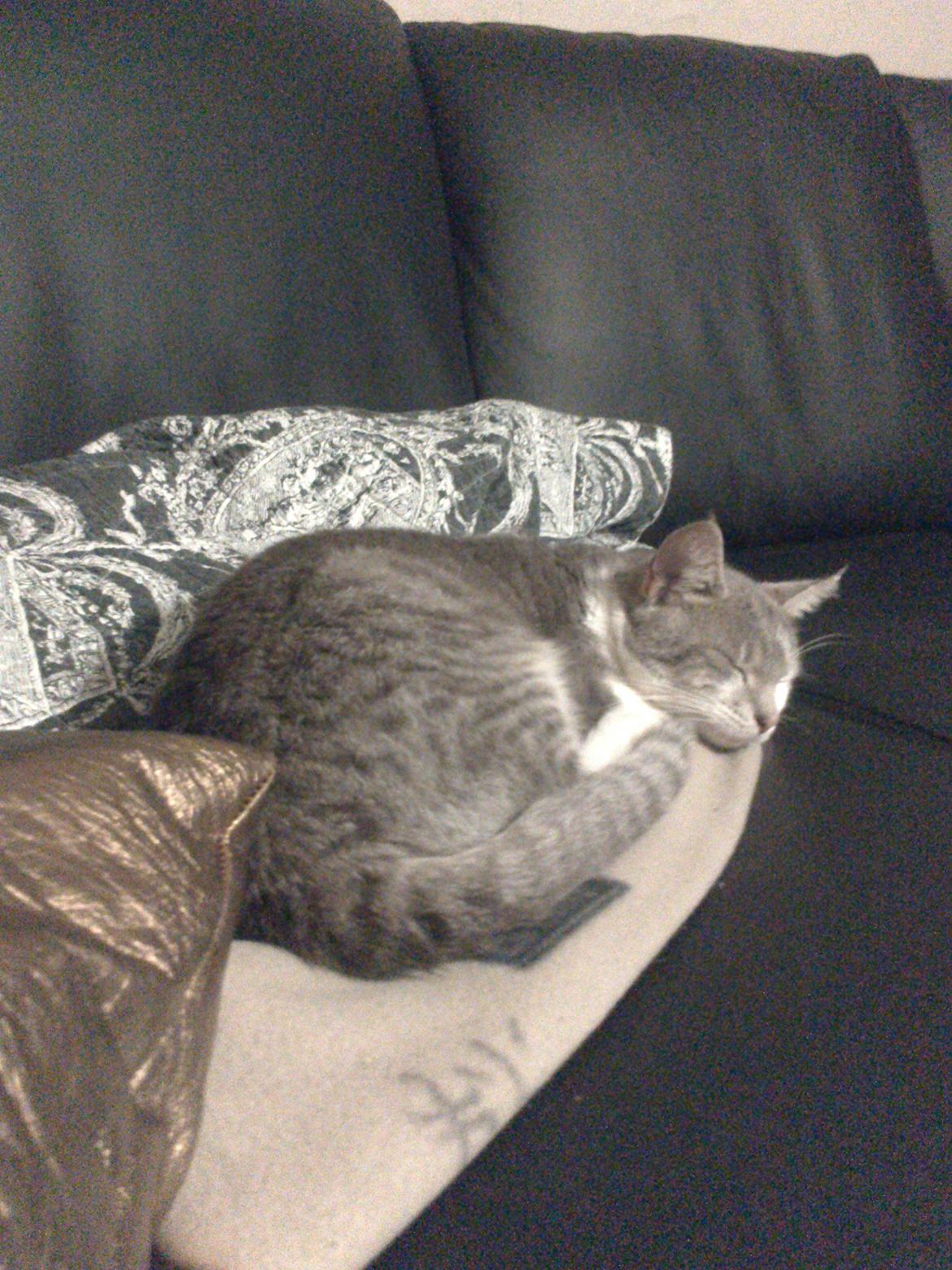 Huskat Max billede 6