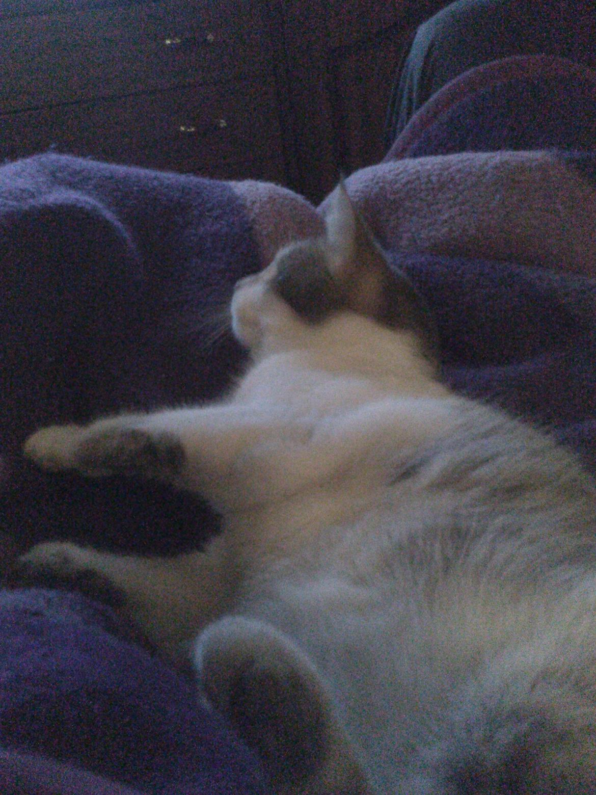 Huskat Max billede 7