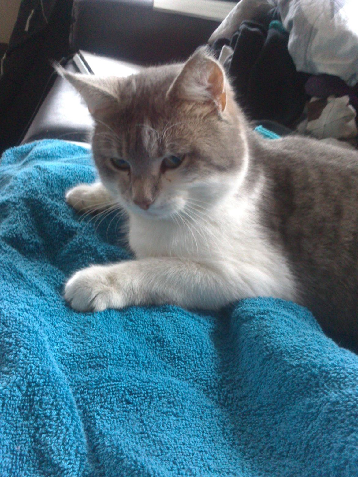 Huskat Max billede 8