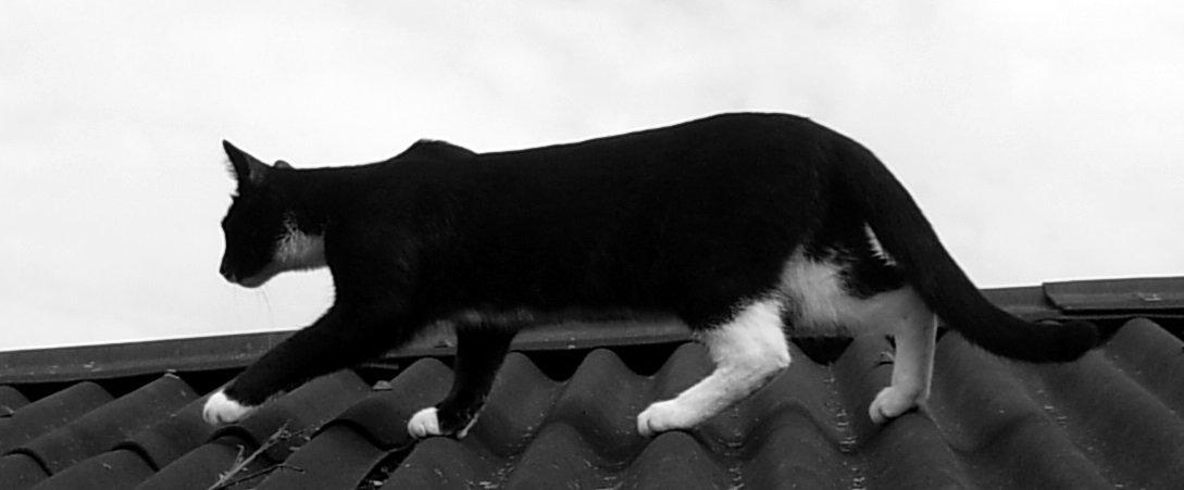 Huskat Nuzer<3 R.I.P.<3 - "Når jeg tænker tilbage på tiden med dig, titter der mange gode minder frem - men det er fortid nu. Det vil først blive til virkelighed igen, når vi genforenes på den anden side." billede 17