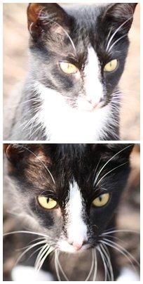 Huskat Nuzer<3 R.I.P.<3 - "You were ready for everything - you were very curious<3" billede 4