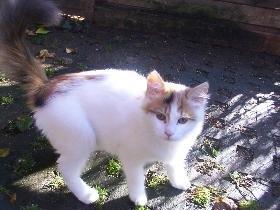 Tyrkisk Van Gesim van Kedi von Alixis *død* billede 2