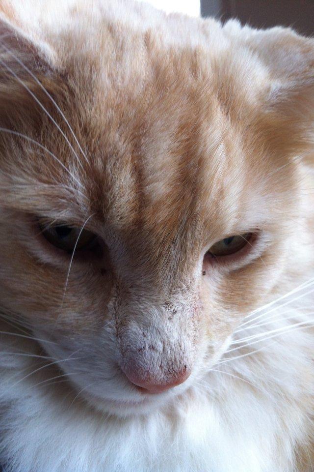 Maine Coon Aslan billede 1