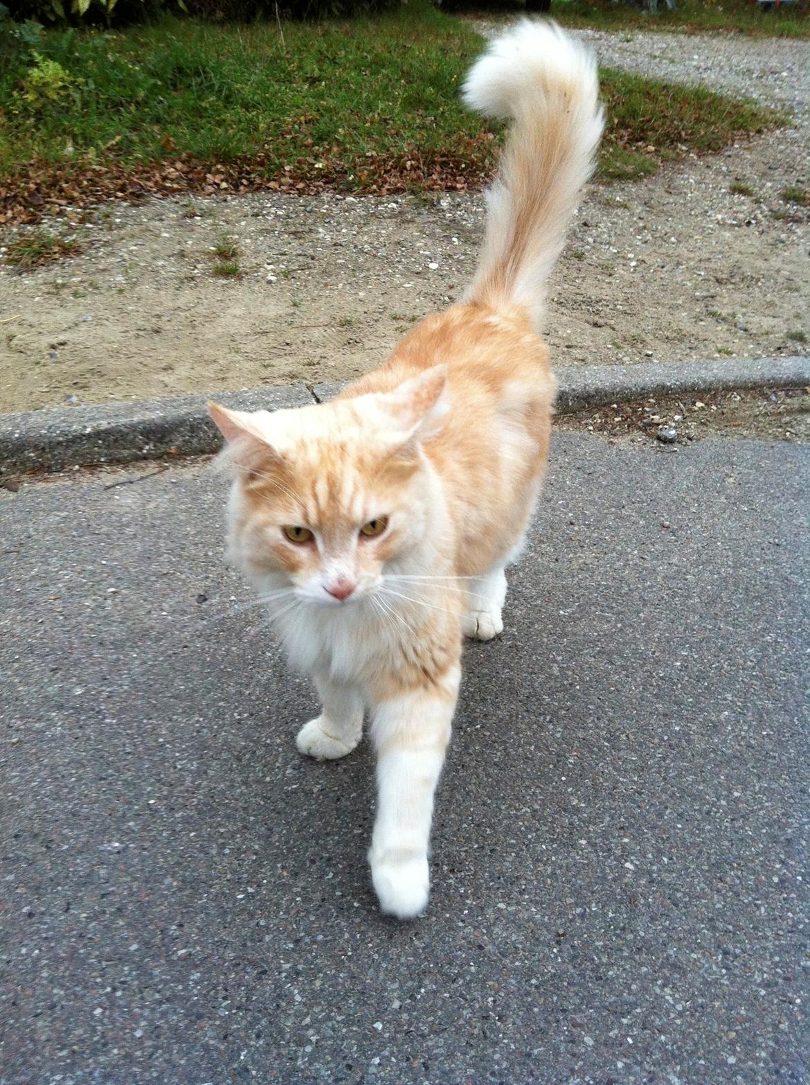 Maine Coon Aslan billede 2