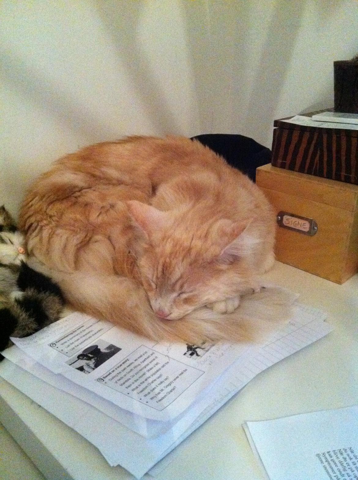 Maine Coon Aslan billede 3