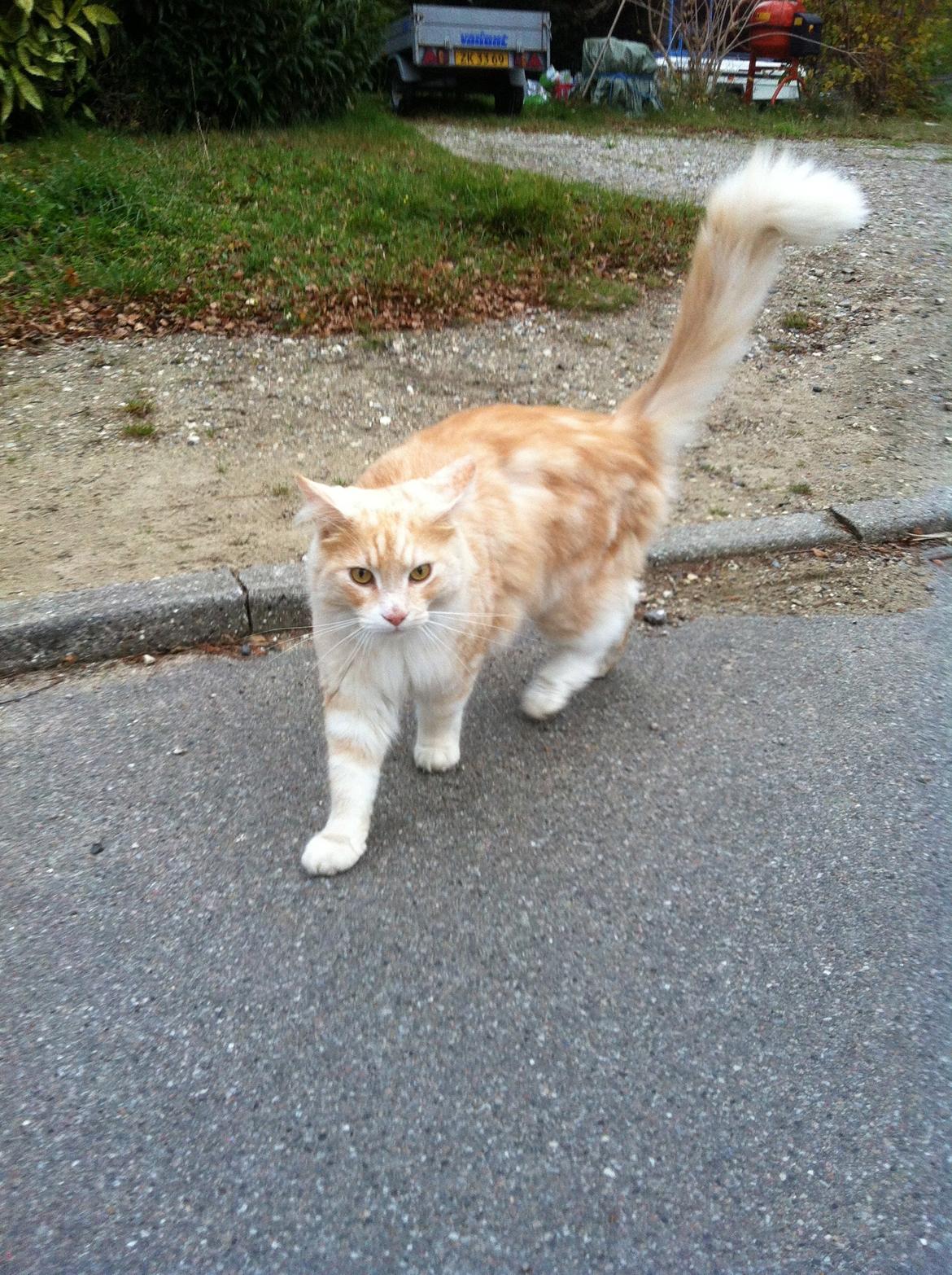 Maine Coon Aslan billede 4