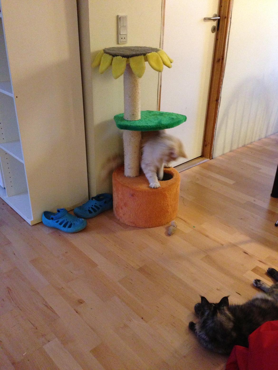 Maine Coon Aslan billede 5