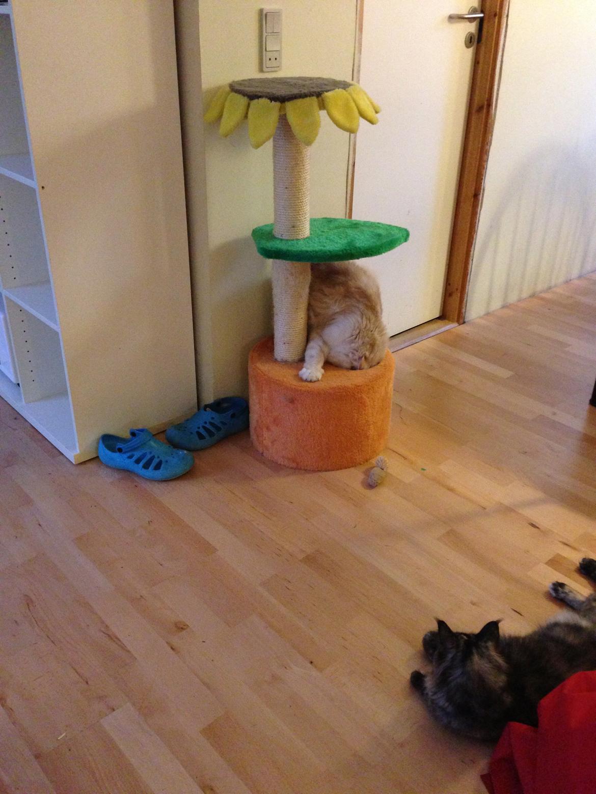 Maine Coon Aslan billede 6