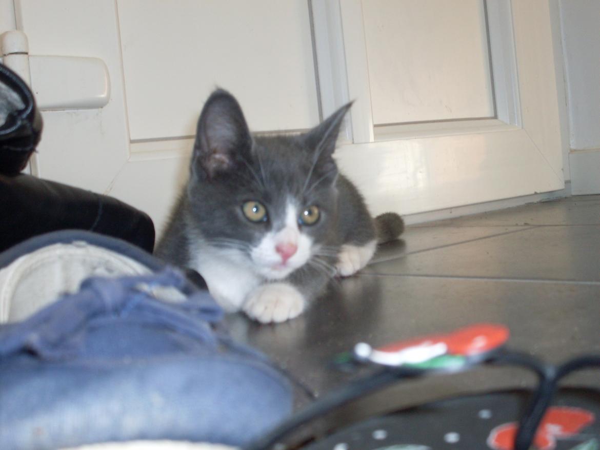 Huskat Mivsen billede 1