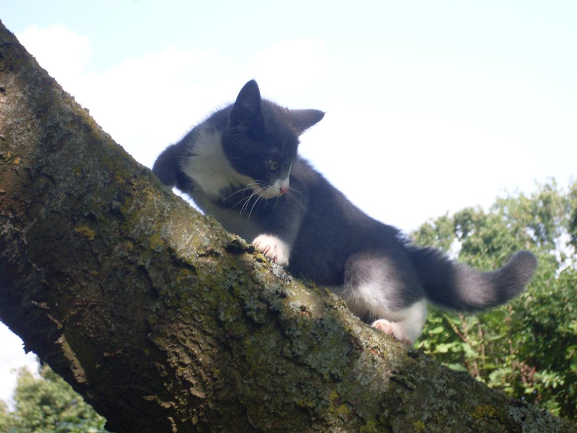 Huskat Mivsen billede 2