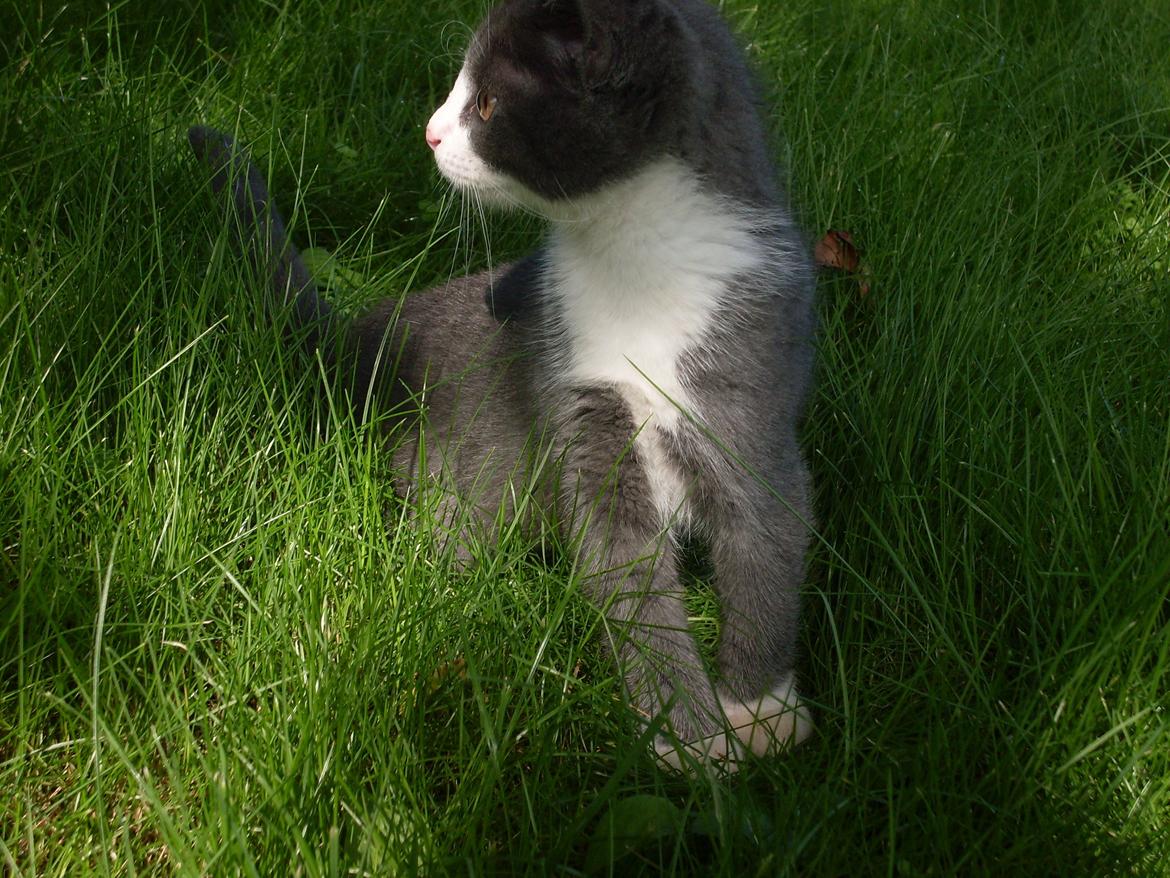 Huskat Mivsen billede 3