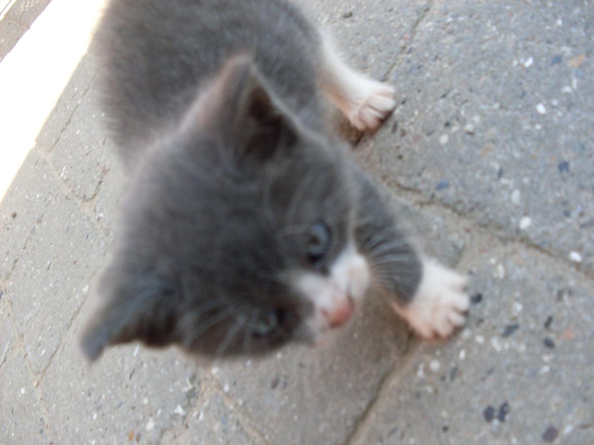 Huskat Mivsen billede 4