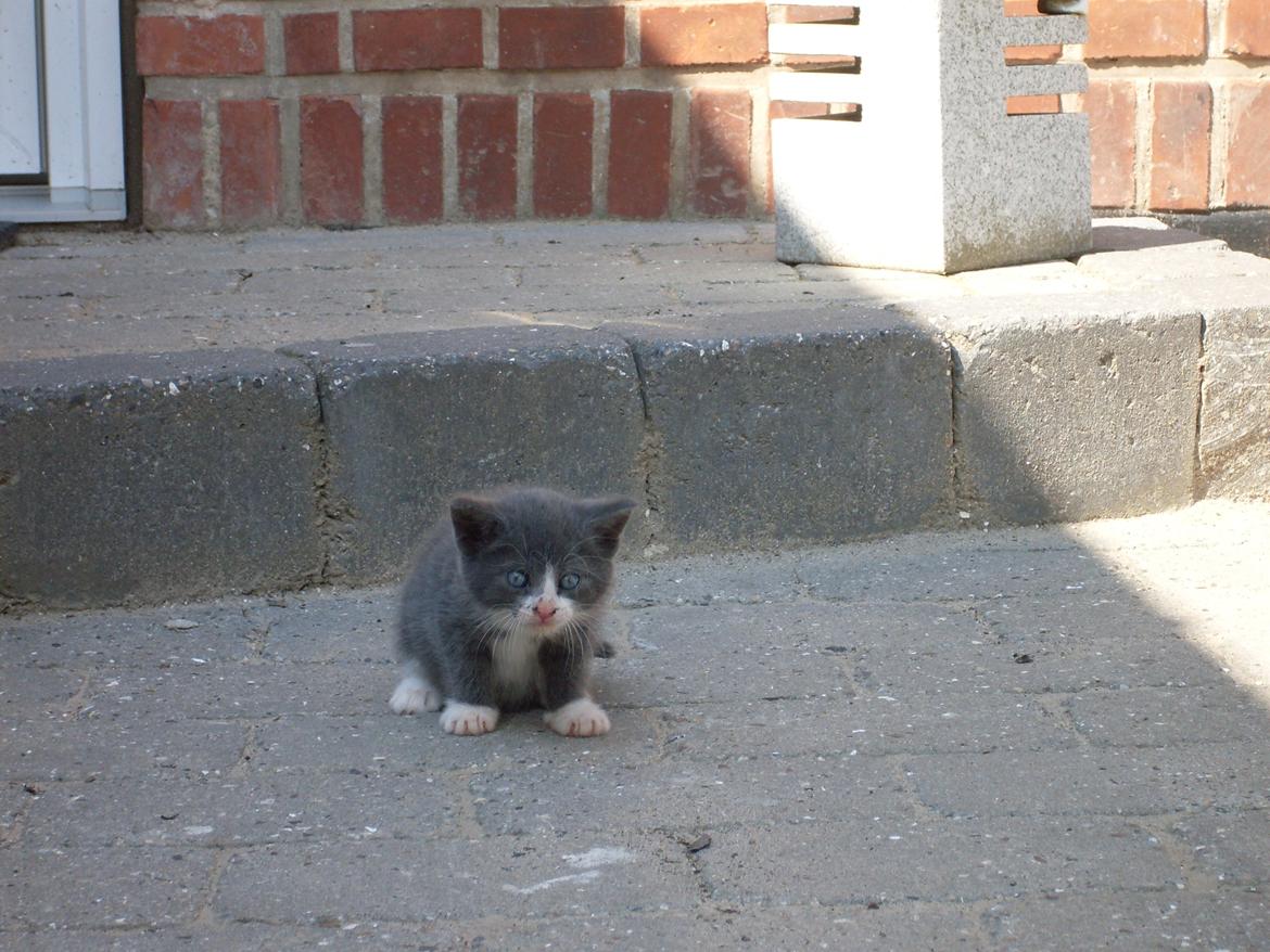 Huskat Mivsen billede 5