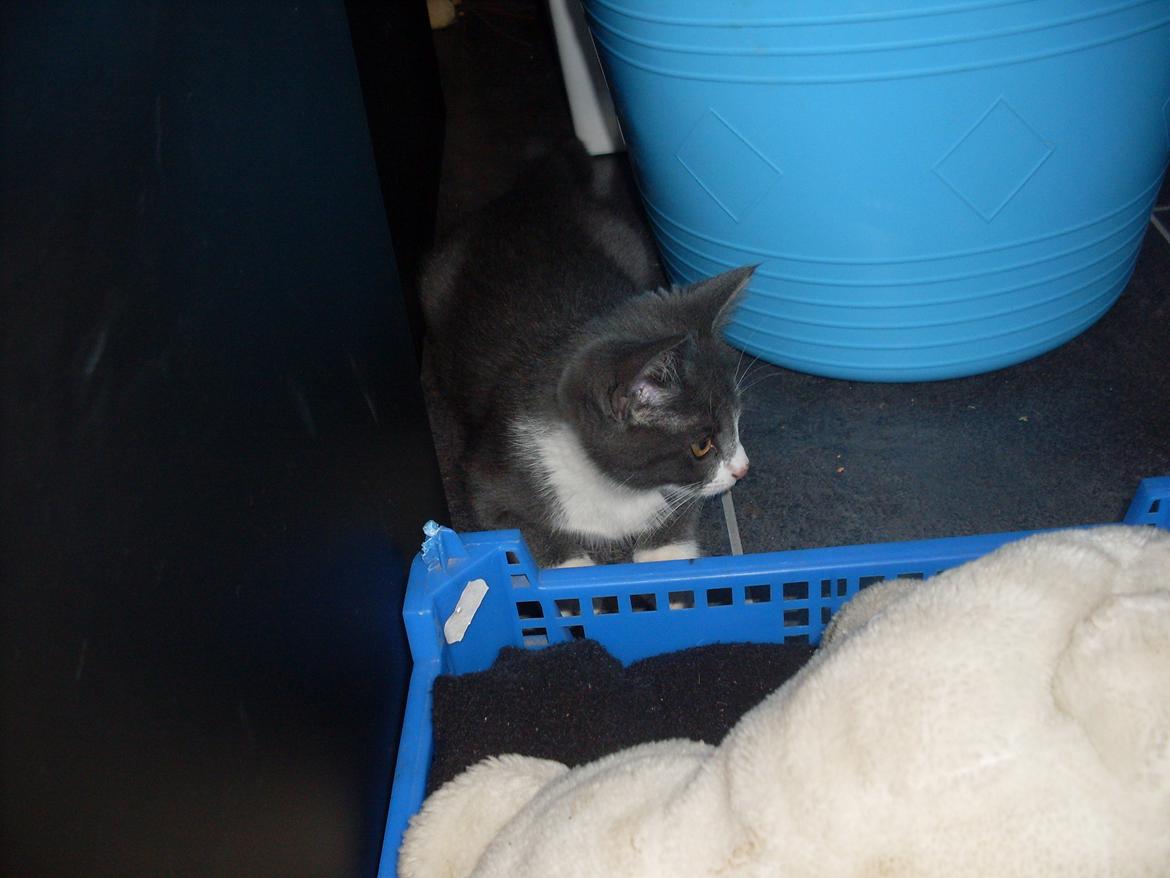 Huskat Mivsen billede 6