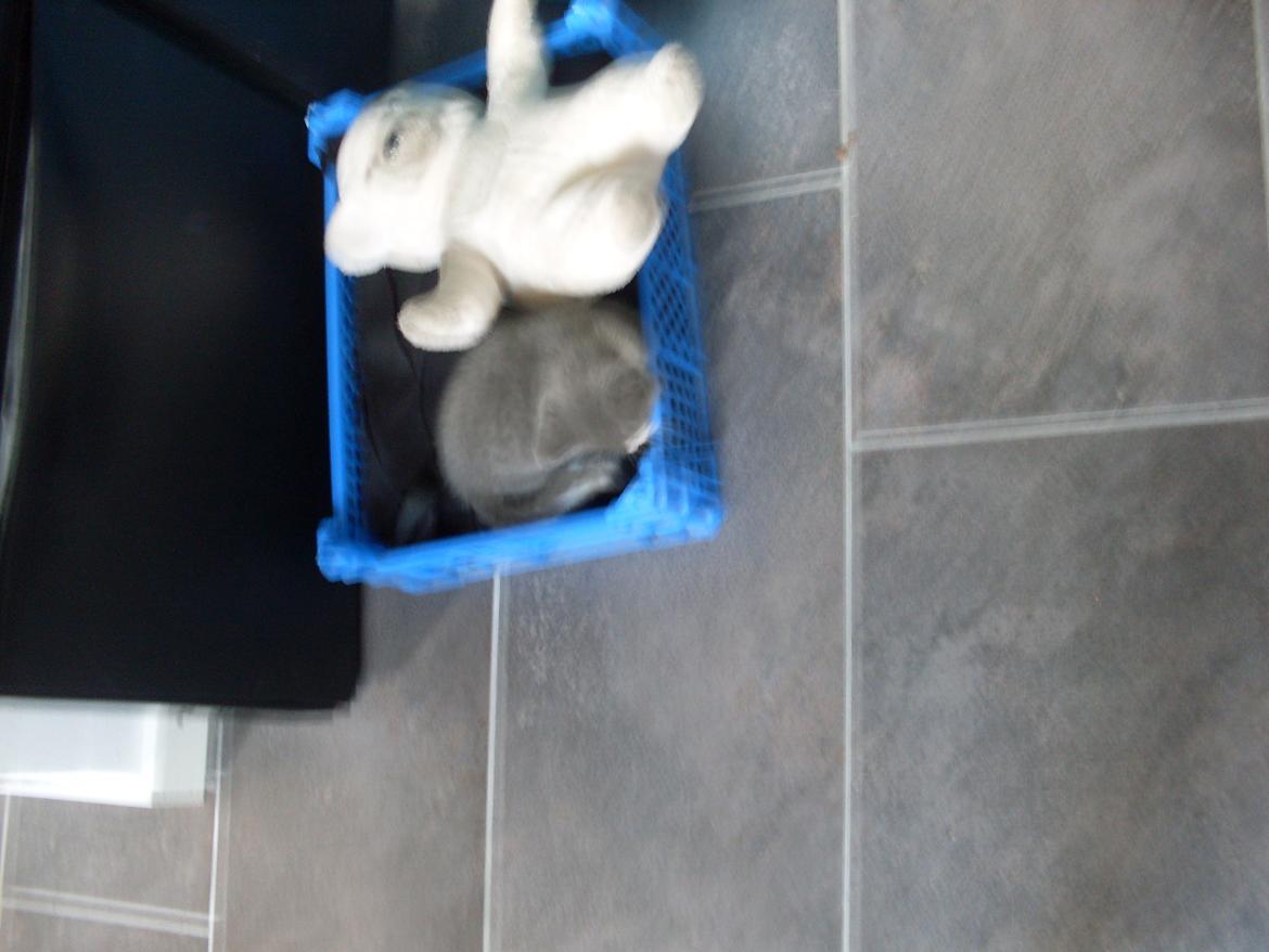 Huskat Mivsen billede 7