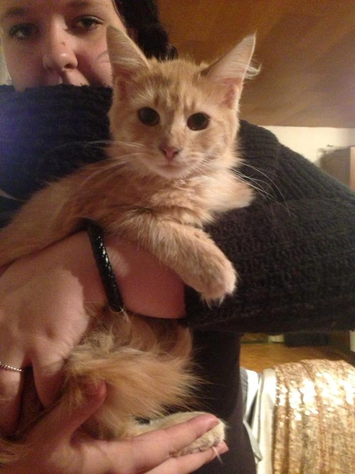 Maine Coon Thilde. - THILDE VI SAVNER DIIG ! <3  billede 8