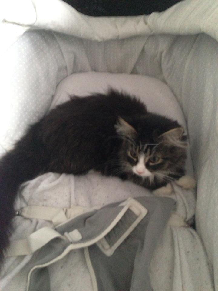 Maine Coon Molly billede 16