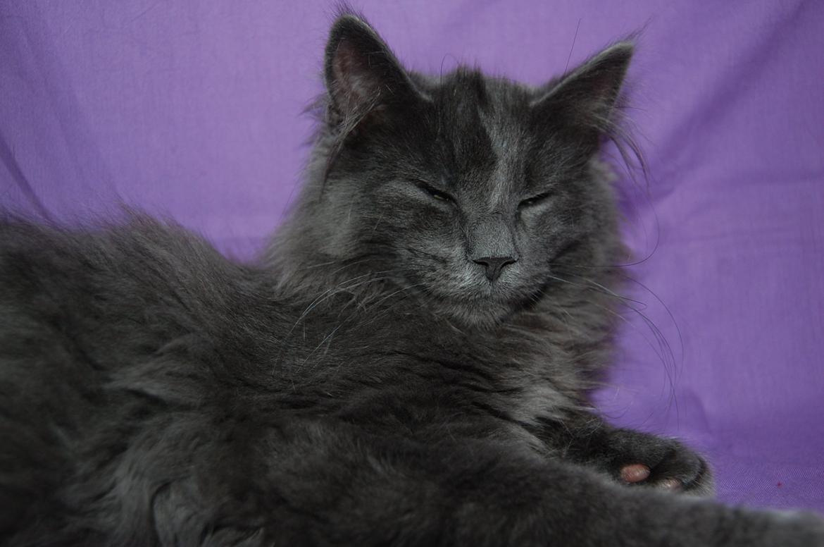 Norsk Skovkat Apollon (Polle) billede 1