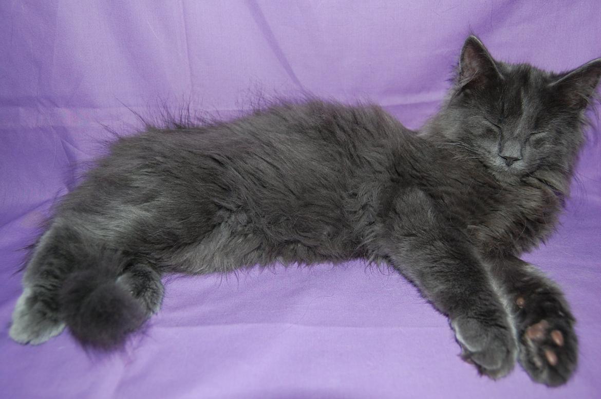 Norsk Skovkat Apollon (Polle) billede 2