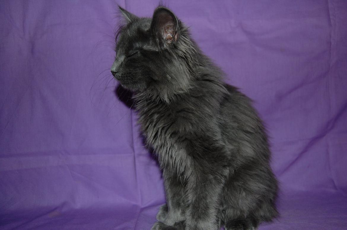 Norsk Skovkat Apollon (Polle) billede 3