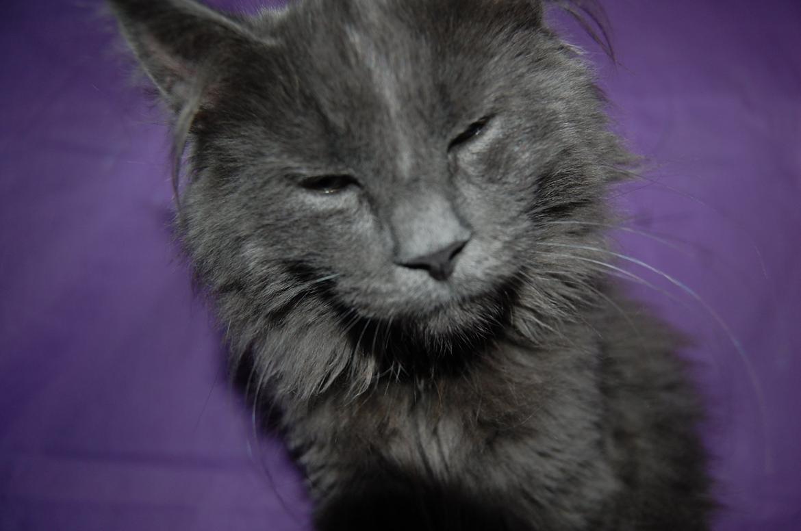 Norsk Skovkat Apollon (Polle) billede 4