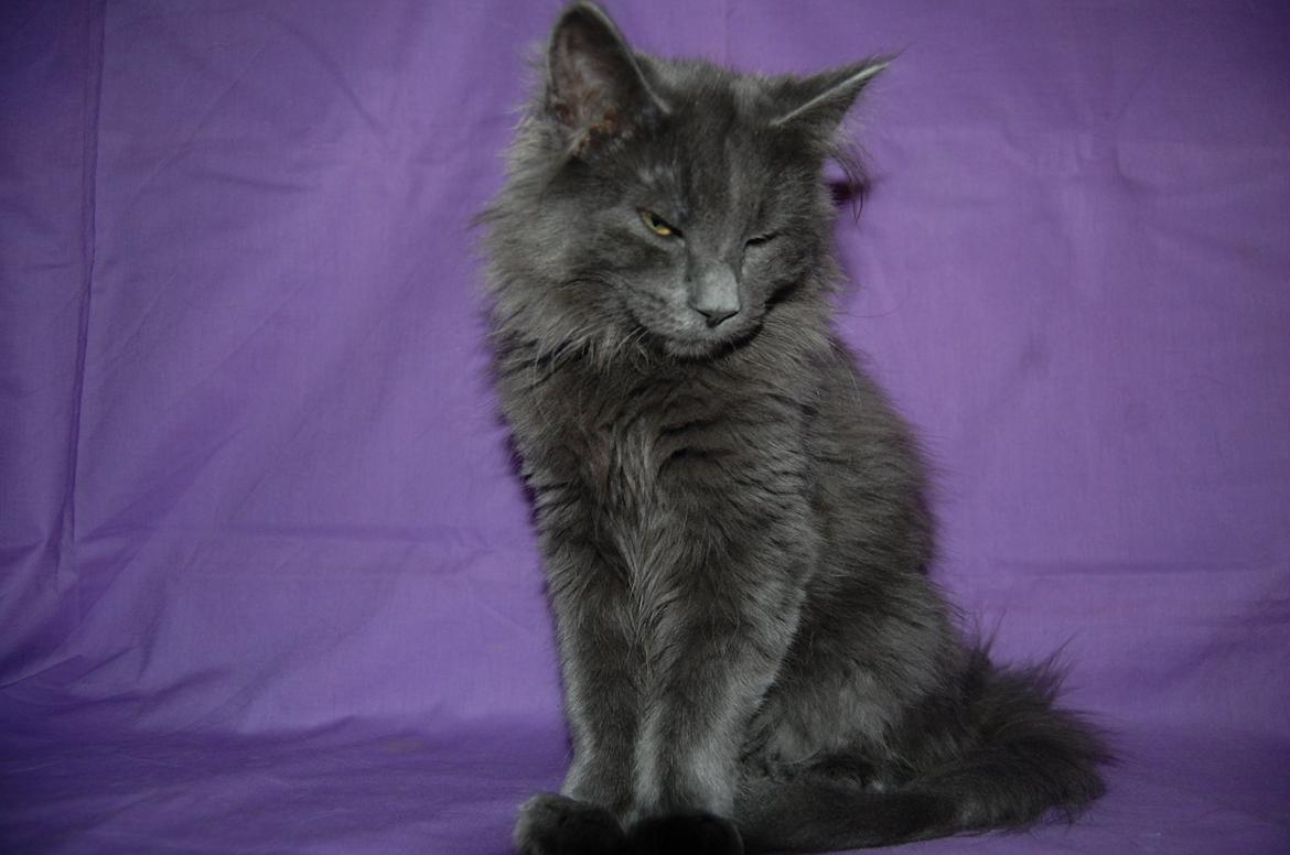 Norsk Skovkat Apollon (Polle) billede 5