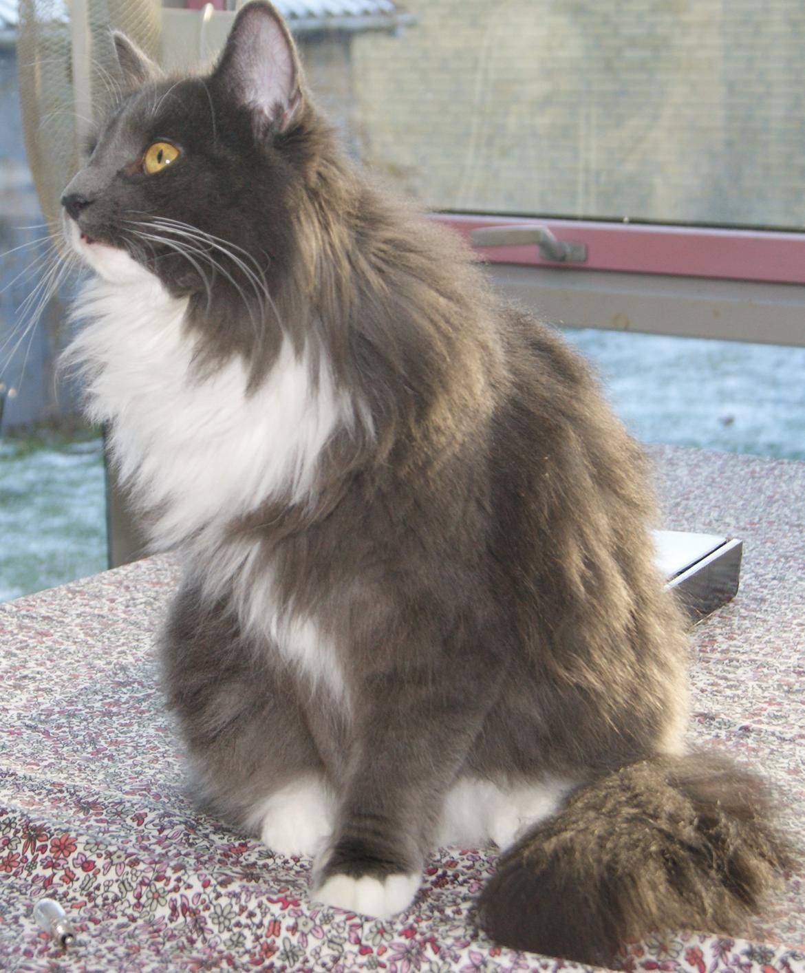 Norsk Skovkat Connie (Blaesborgs Connie) billede 1