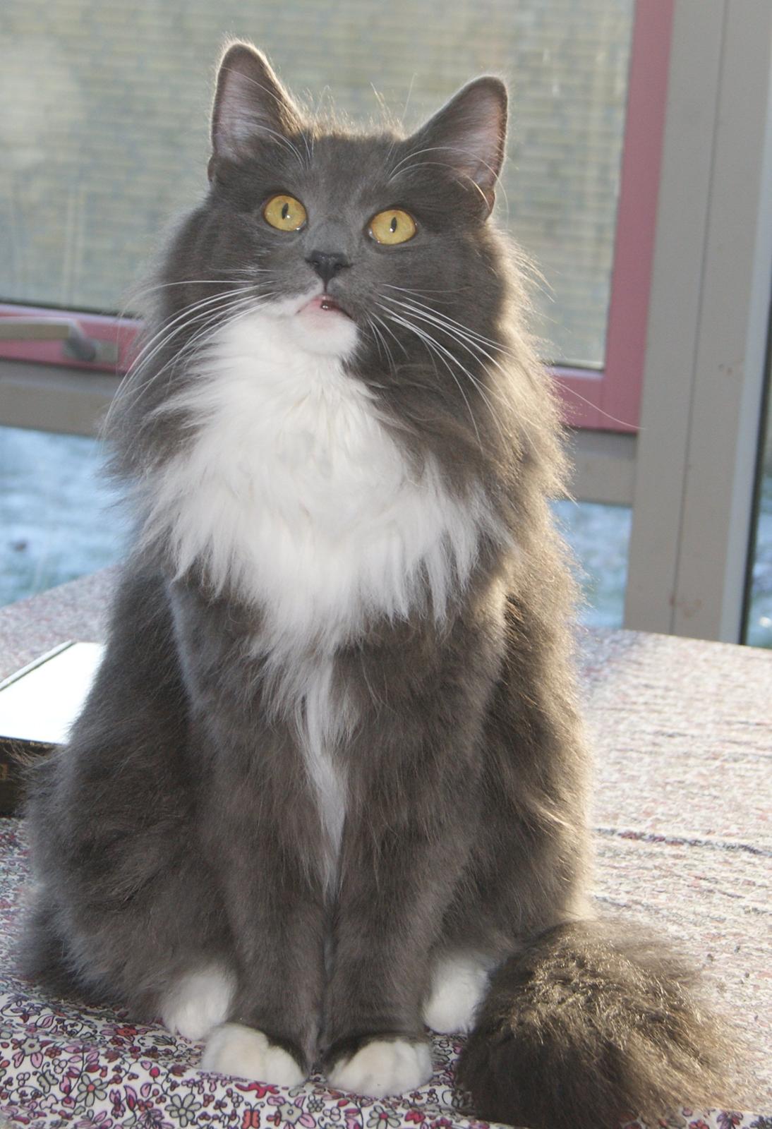 Norsk Skovkat Connie (Blaesborgs Connie) billede 2