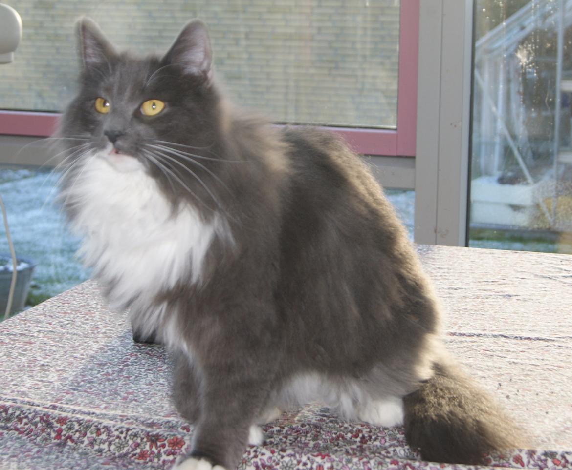 Norsk Skovkat Connie (Blaesborgs Connie) billede 3